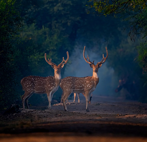 Bharatpur Workshop
