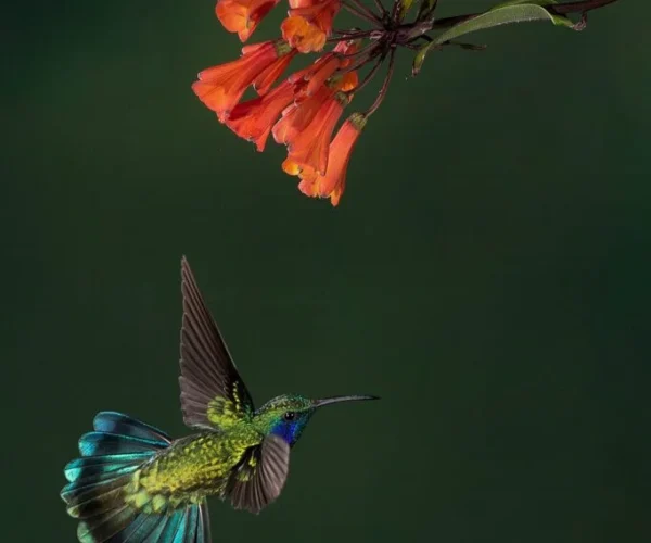Costarica Expedition