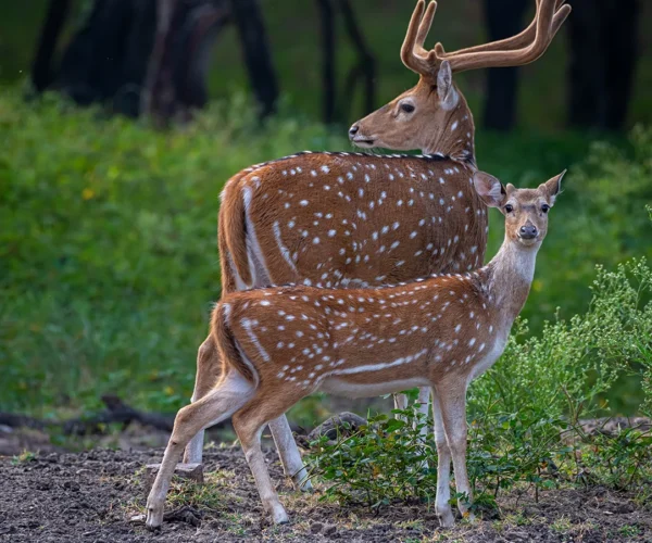 Kanha Workshop