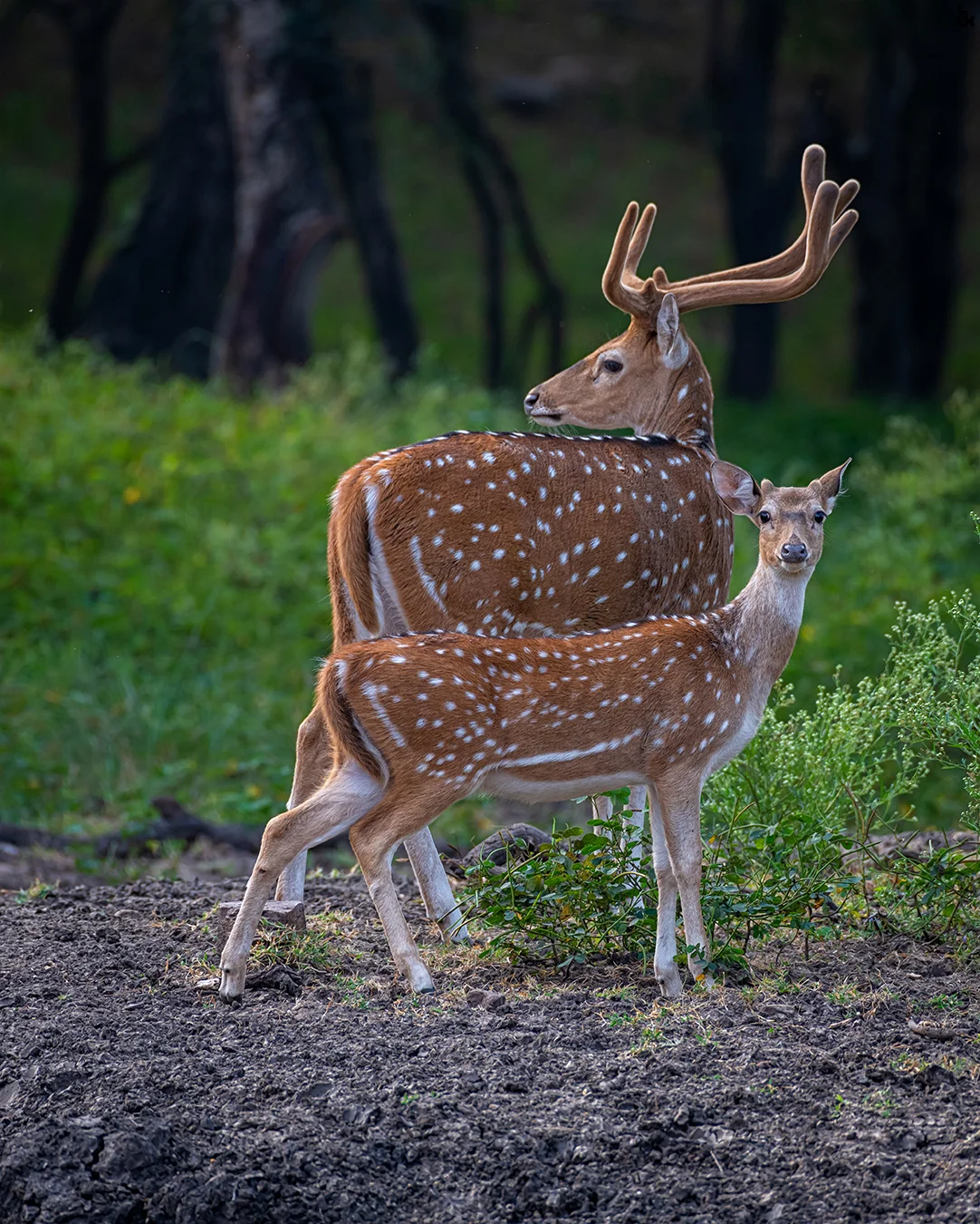 Kanha Workshop