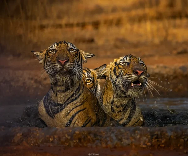 Bandhavgarh Workshop